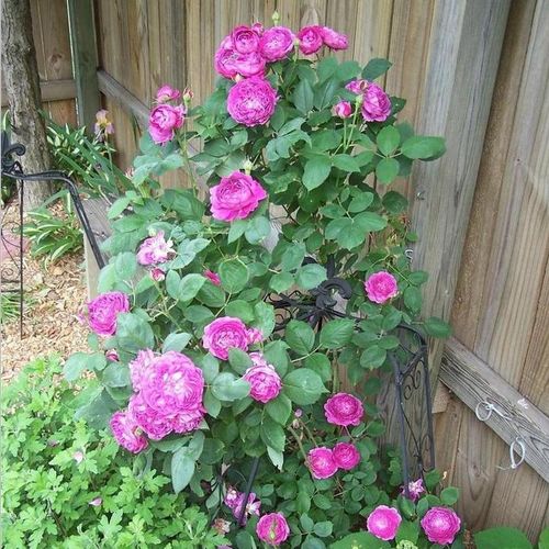 Rosen Gärtnerei - hybrid perpetual rosen - violett - Rosa Reine des Violettes - stark duftend - Mille-Mallet - Sie blüht während der ganzen Saison und duftet angenehm süß. Die Blätter auf ihren praktisch dornenlosen Ästen sind dunkelgrün.